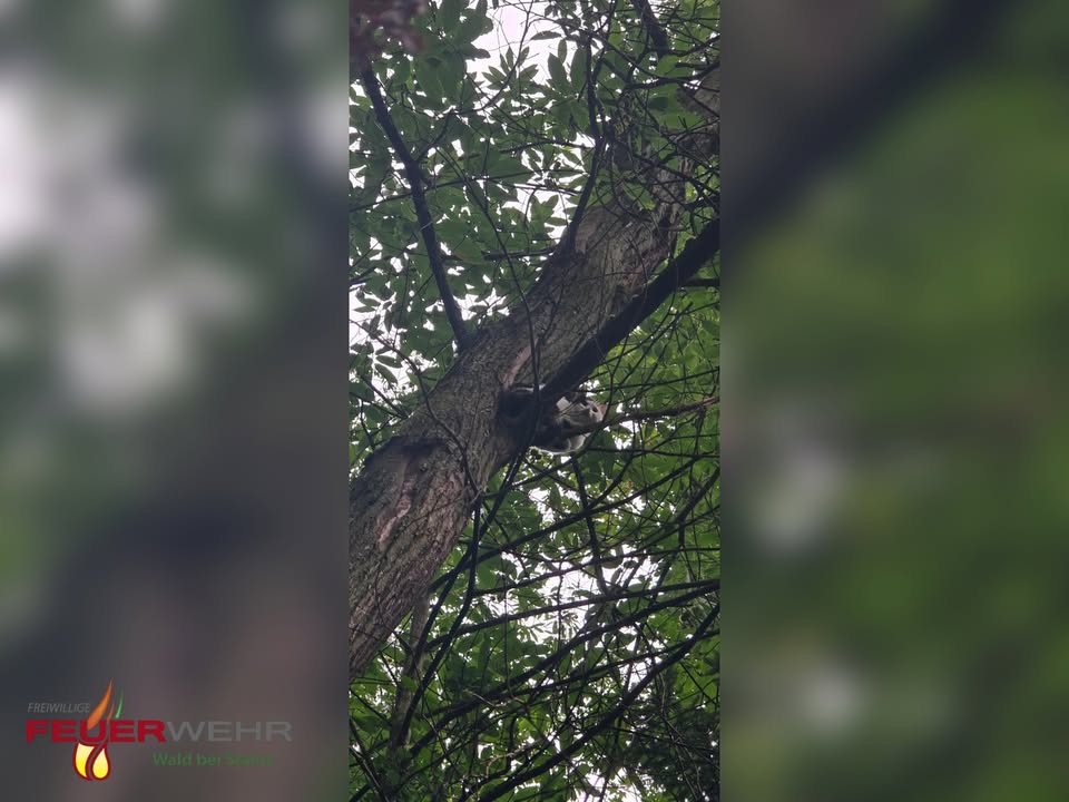 Freiwillige Feuerwehr Wald bei Stainz